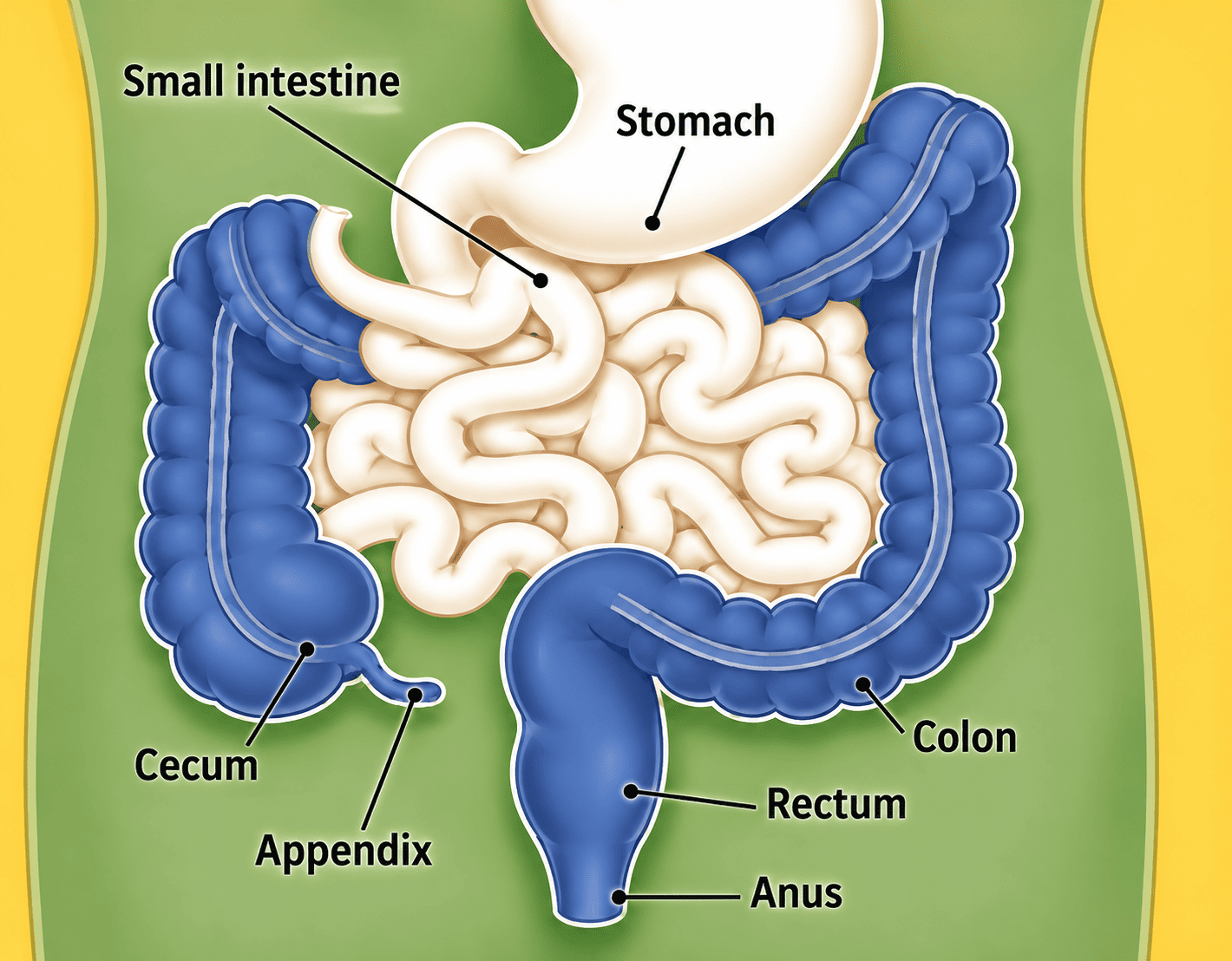 Colon cancer can be detected early and early diagnosis helps in better management